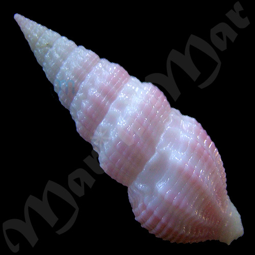 Clathrodrillia sp. - Imagem 2