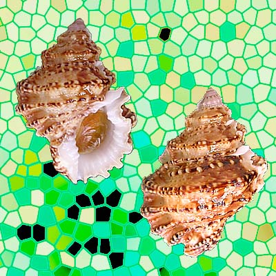 Bursa calcipicta Dall, 1908