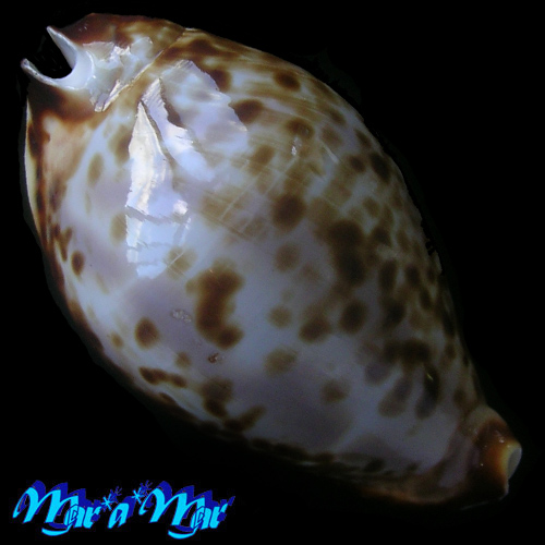 Zoila friendii Gray, 1831