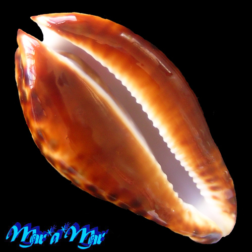 Alternative view of Zoila friendii Gray, 1831