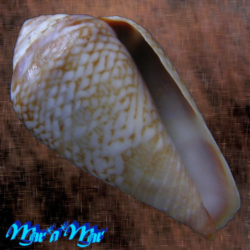 Conus cacao Ferrario, 1993