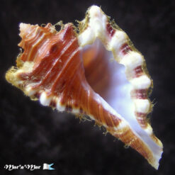 Cymatium femorale (Linnaeus, 1758)