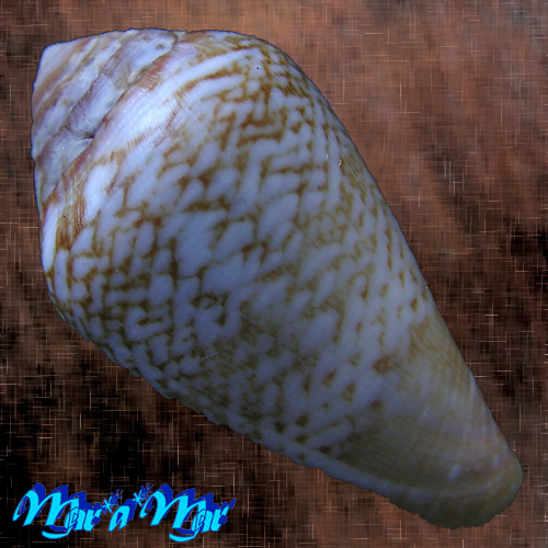 Alternative view of Conus cacao Ferrario, 1993