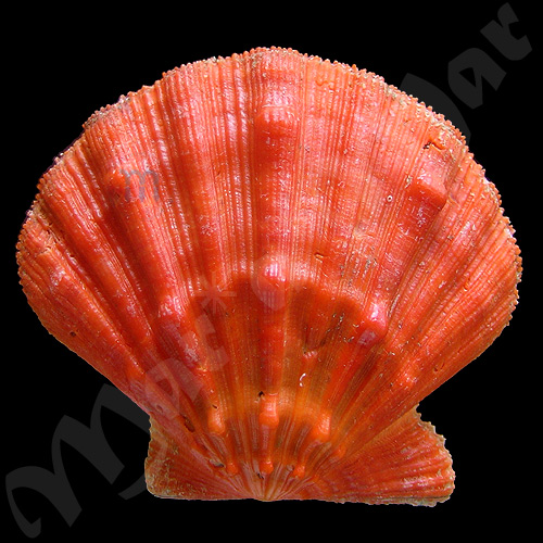 Nodipecten nodosus Linnaeus, 1758
