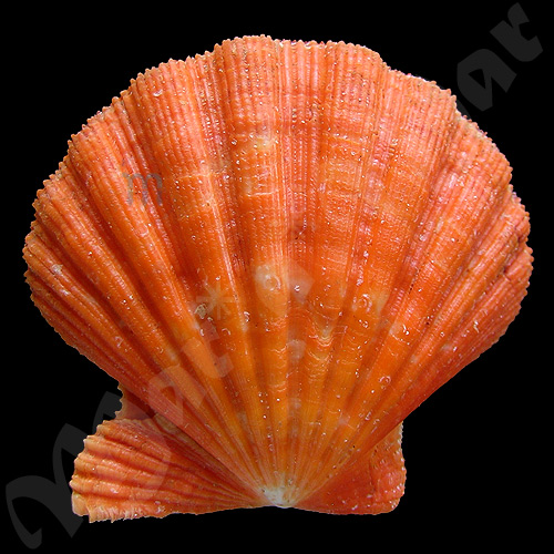Nodipecten nodosus Linnaeus, 1758 - Imagem 2