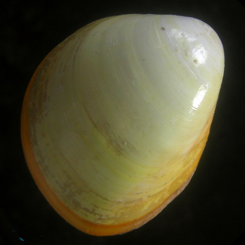 Laevicardium laevigatum (Linnaeus, 1758)