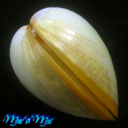 Laevicardium laevigatum (Linnaeus, 1758) - Imagem 4