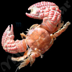 Pachycheles monilifer Dana, 1852