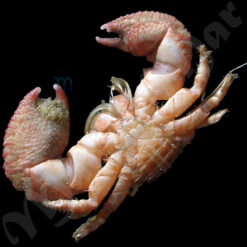 Pachycheles monilifer Dana, 1852 - Imagem 2