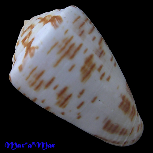 Conus pseudonivifer Monteiro,Tenorio & Poppe, 2004 - Image 2