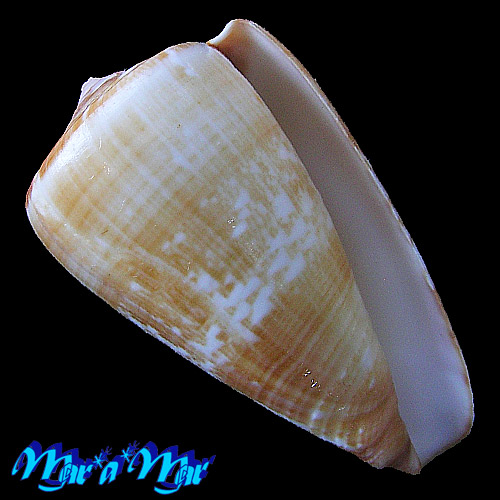 Conus venulatus Hwass, 1792