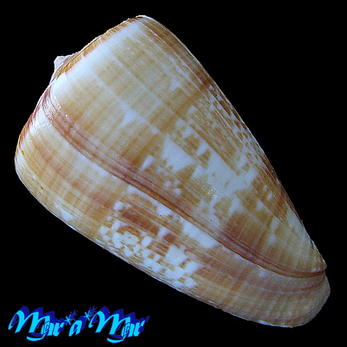 Alternative view of Conus venulatus Hwass, 1792