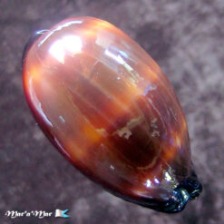 Cypraea talpa Linnaeus, 1758 - Image 2