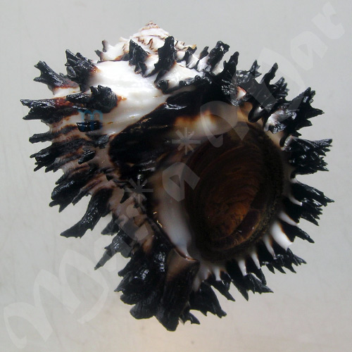 Hexaplex radix Gmelin,1791