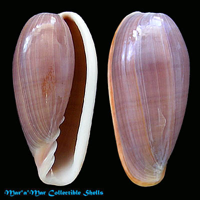 Bullata bullata (Born, 1798)*