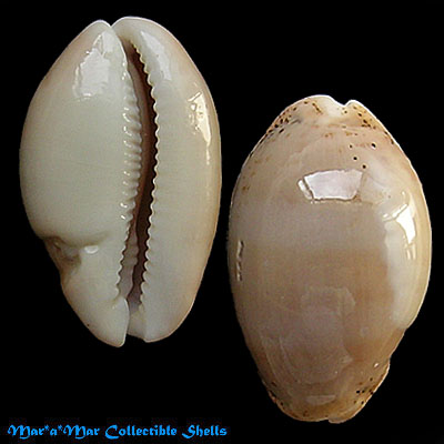 Cypraea cf. cinerea Gmelin, 1791