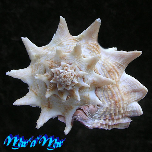 Vasum cassiforme (Kiener, 1841) - Imagem 3