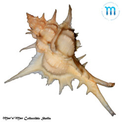 Chicoreus formosus (Sowerby, 1841)