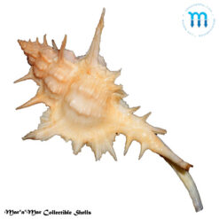 Chicoreus formosus (Sowerby, 1841) - Imagem 3