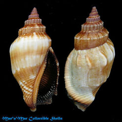 Strombus erythrinus Dilluyn, 1817.