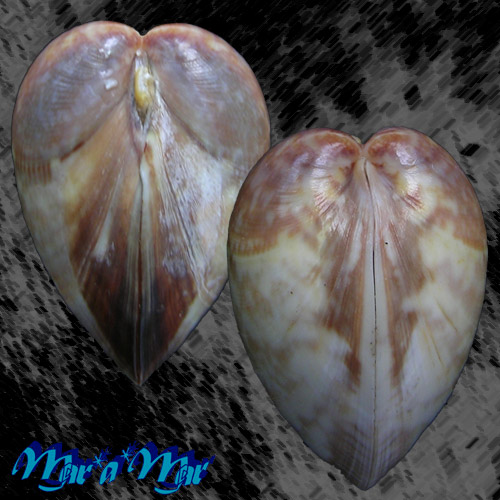 Alternative view of Laevicardium brasilianum Lamarck, 1822