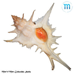 Chicoreus formosus (Sowerby, 1841) - Imagem 4