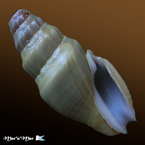 Crassispira oliva Rolán & Otero-Schimitt, 1996