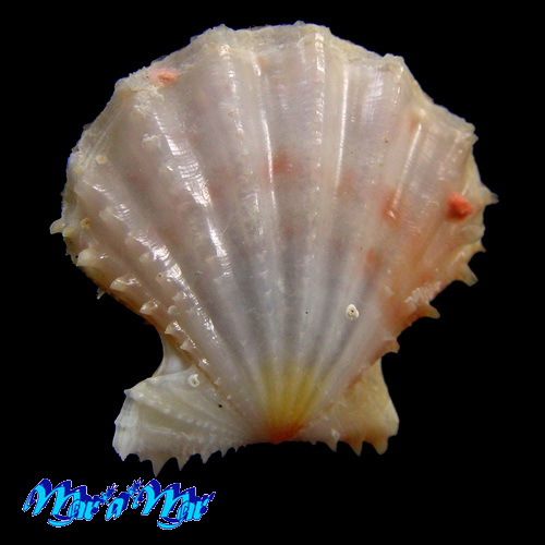 Alternative view of Mirapecten rastellum (Lamarck,1819)