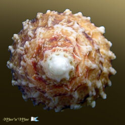 Astraea sp. - Imagem 3