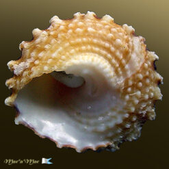 Astraea sp. - Imagem 4