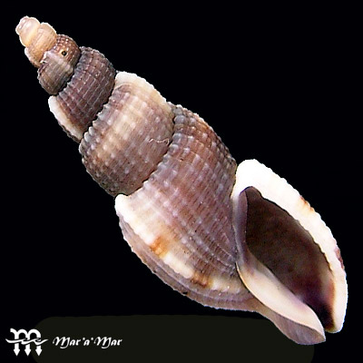 Tritonoharpa leali Harasewych & Verhaeghe, 1992