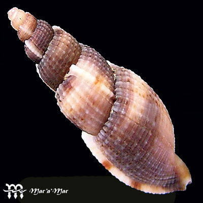 Alternative view of Tritonoharpa leali Harasewych & Verhaeghe, 1992