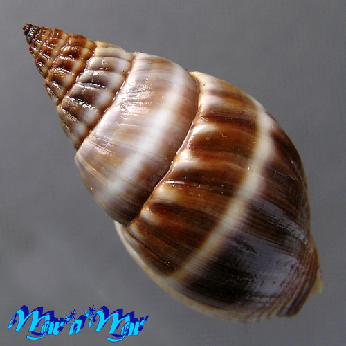 Alternative view of Nassarius coronatus Bruguieré, 1789