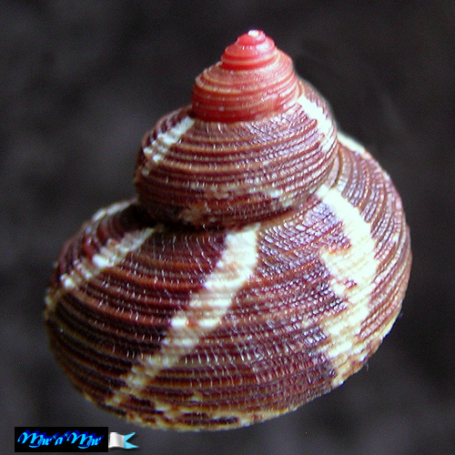 Turbo heisei Prado, 1999 - Imagem 2