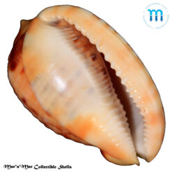 Cypraeacassis testiculus (Linnaeus, 1758)