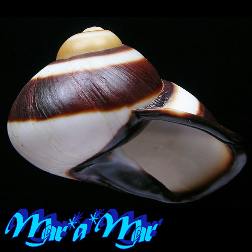 Acavus haemastoma melanostragus (Born, 1778)