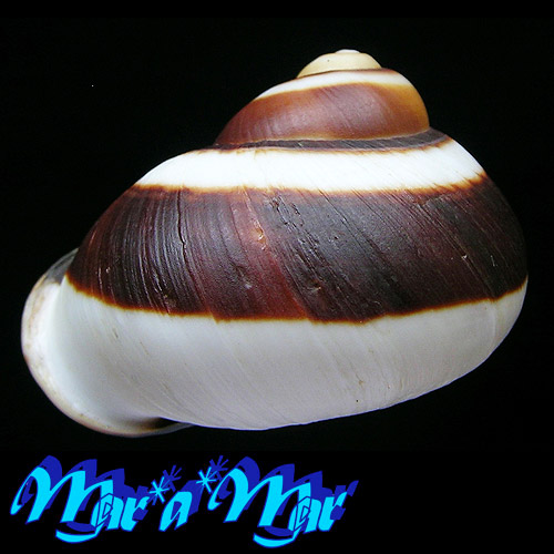 Alternative view of Acavus haemastoma melanostragus (Born, 1778)