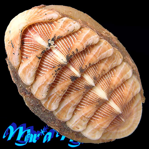 Chaetopleura angulata Spengler,1797