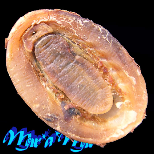 Alternative view of Chaetopleura angulata Spengler,1797