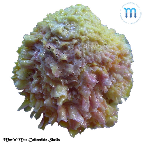 Chama macerophylla (Gmelin, 1791)