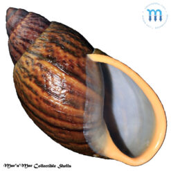 Dryptus moritzianus (Pfeiffer, 1847)