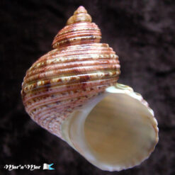 Turbo canaliculatus Hermann, 1781