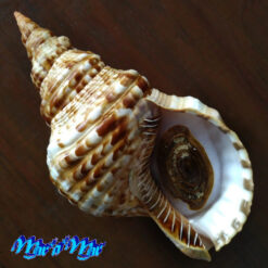 Charonia variegata (Lamarck, 1816)