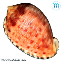 Cypraeacassis testiculus (Linnaeus, 1758) - Imagem 2