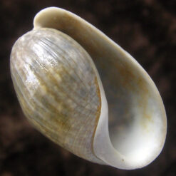 Bulla striata Bruguière, 1792