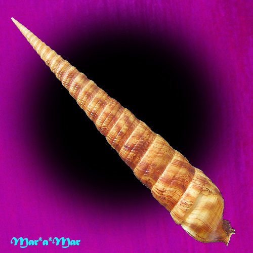 Alternative view of Terebra taurina (Lightfoot, 1786)