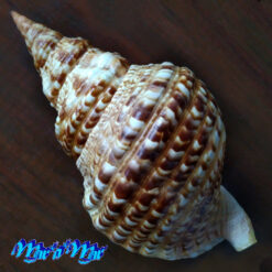 Alternative view of Charonia variegata (Lamarck, 1816)