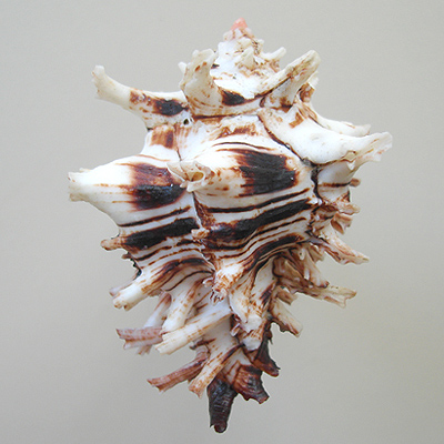 Hexaplex princeps (Broderip, 1833)