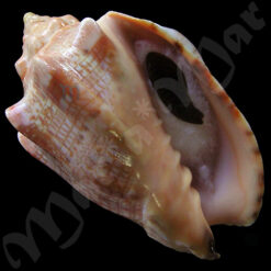 Voluta musica Linnaeus, 1758