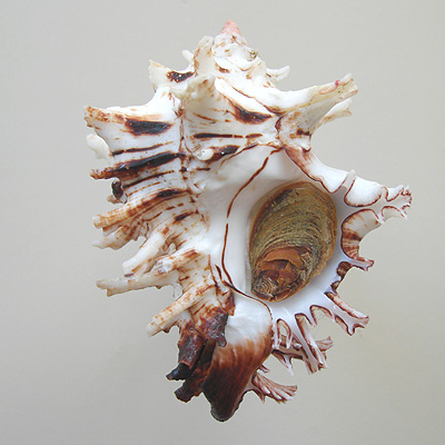 Hexaplex princeps (Broderip, 1833) - Imagem 2